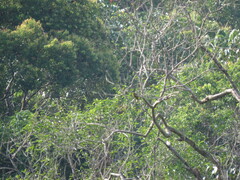 Brachypodius melanocephalos