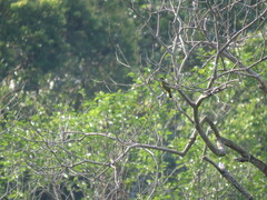 Brachypodius melanocephalos