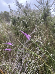 Comesperma virgatum