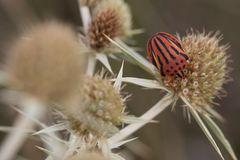 Graphosoma semipunctatum