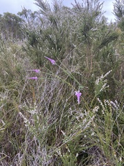 Comesperma virgatum