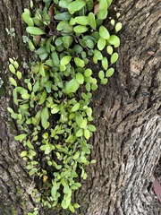 Pyrrosia eleagnifolia