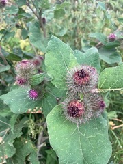 Arctium