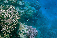 Zanclus cornutus
