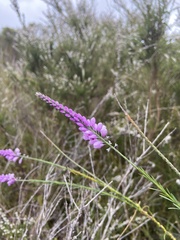 Comesperma virgatum