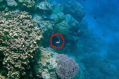 Zanclus cornutus