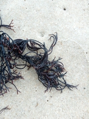 Furcellaria lumbricalis