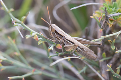 Euchorthippus elegantulus