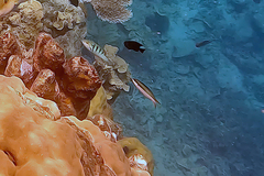 Thalassoma amblycephalus