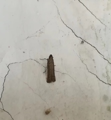 Pyralidae