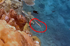 Thalassoma amblycephalus