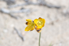 Ornithogalum maculatum