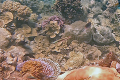 Thalassoma amblycephalus