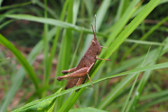 Phlaeoba antennata
