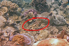 Thalassoma amblycephalus