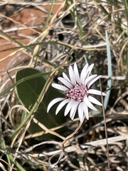 Gerbera viridifolia