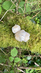 Marasmiellus candidus