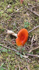 Amanita