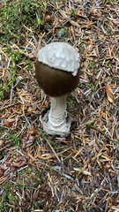 Amanita pachycolea