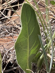 Gerbera viridifolia