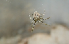 Neoscona