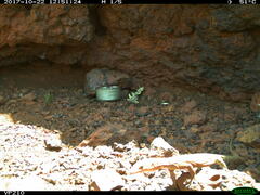 Varanus pilbarensis