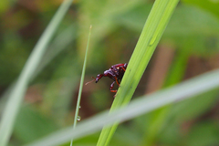 Apoderinae