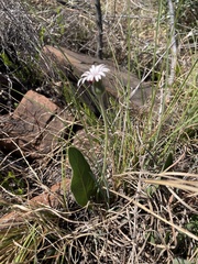 Gerbera viridifolia