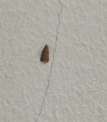 Lepidoptera