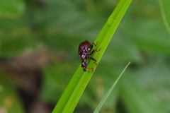 Apoderinae