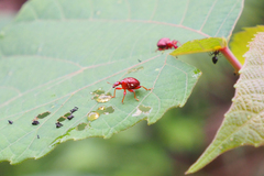 Apoderinae