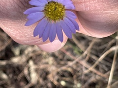 Afroaster serrulatus