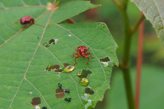 Apoderinae