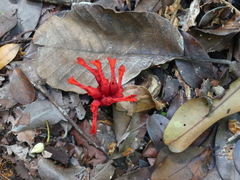 Etlingera