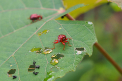 Apoderinae