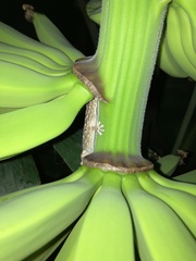 Tarentola angustimentalis