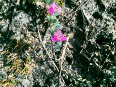 Indigofera glomerata