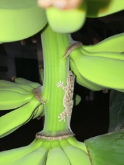Tarentola angustimentalis
