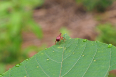 Apoderinae