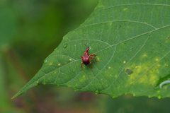 Apoderinae
