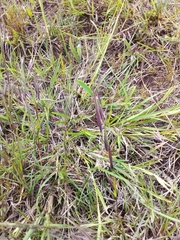 Themeda triandra
