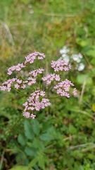Pimpinella major