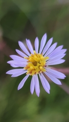 Tripolium pannonicum