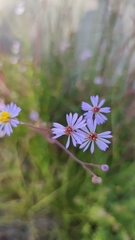 Tripolium pannonicum