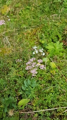 Pimpinella major