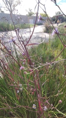 Tripolium pannonicum