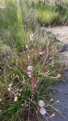 Tripolium pannonicum