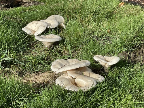 Didžioji meškabudė nuotrauka