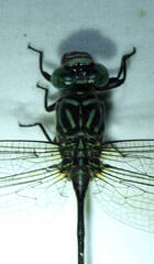 Gomphidae
