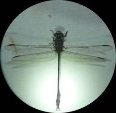 Gomphidae